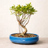 ficus_bonsai_tree_for_balcony_and_living_room_31