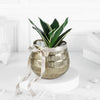Golden Glow Sansevieria Birthday Planter