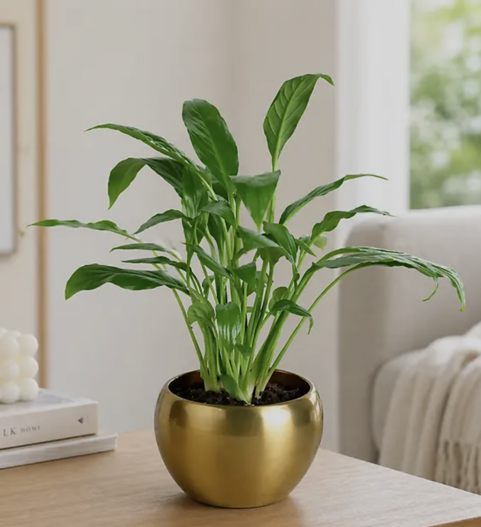 VM01Peace Lily Plant