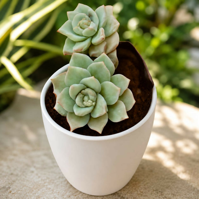 0040 Graptoveria Titubans ‘Blue Lotus’