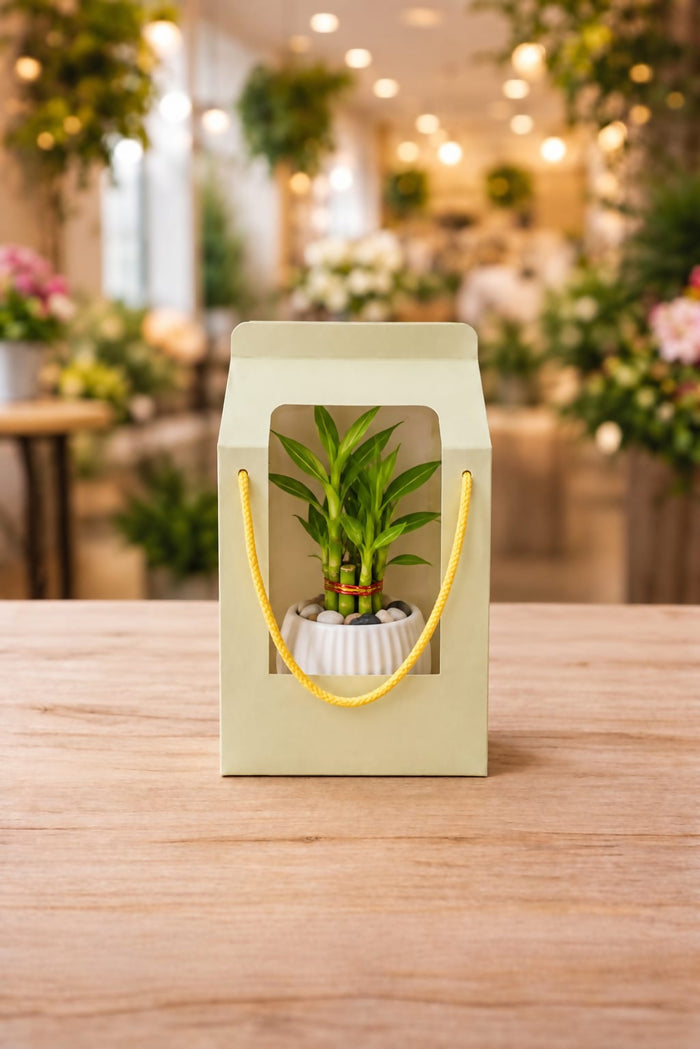 0057 Bamboo Plant